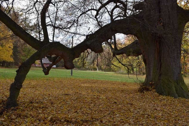 New Park, 2021 | © NO CC Licence